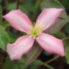 Clematis 'Warwickshire Rose' -Garden Supplies Sales 2024 pl2000011615