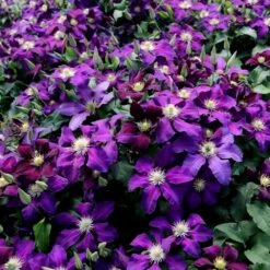 Clematis 'The Vagabond' -Garden Supplies Sales 2024 pl2000012359 card3 lg