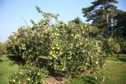 Quince 'Vranja' -Garden Supplies Sales 2024 pl2000012513 card2 lg