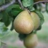Pear 'Beurré Hardy' 2 Pear 'Beurré Hardy' -Garden Supplies Sales 2024 pl2000012514