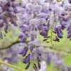 Wisteria Sinensis 'Amethyst'