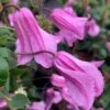 Clematis 'Alionushka' -Garden Supplies Sales 2024 pl2000012794