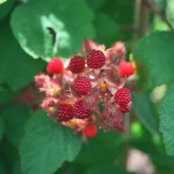 Japanese Wineberry
