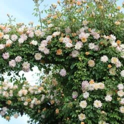 Rosa 'Phyllis Bide' -Garden Supplies Sales 2024 pl2000012865 card4 lg