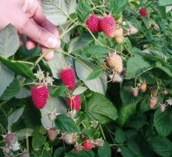 Raspberry 'Tulameen' 6 Raspberry 'Tulameen' -Garden Supplies Sales 2024 pl2000012885 card2 lg