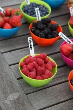 Raspberry 'Tulameen' 7 Raspberry 'Tulameen' -Garden Supplies Sales 2024 pl2000012885 card3 lg