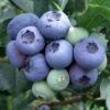Blueberry 'Duke' -Garden Supplies Sales 2024 pl2000012956