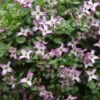 Clematis 'Minuet' -Garden Supplies Sales 2024 pl2000013343