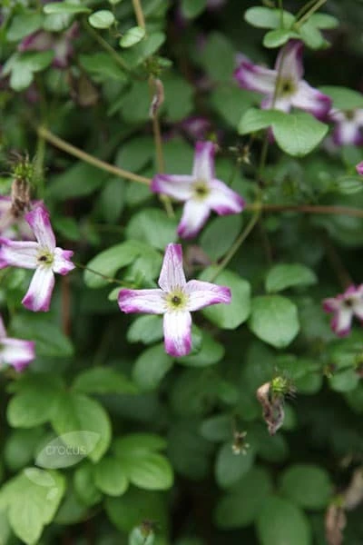 Clematis 'Minuet' 5 Clematis 'Minuet' - Image 3