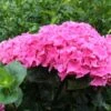 Hydrangea Macrophylla 'Black Steel Zambia' (Black Steel Series) -Garden Supplies Sales 2024 pl2000014389