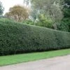Ilex Aquifolium - Holly Hedging -Garden Supplies Sales 2024 pl2000014478