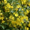 Jasminum Humile 'Revolutum' -Garden Supplies Sales 2024 pl2000014512