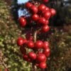 Malus 'Laura' -Garden Supplies Sales 2024 pl2000015283