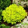 Berberis Thunbergii 'Tiny Gold' (PBR) -Garden Supplies Sales 2024 pl2000015557