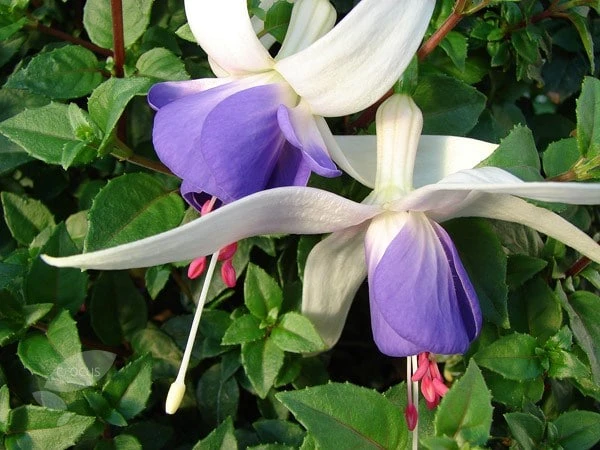 Fuchsia 'Delta's Sara' 4 Fuchsia 'Delta's Sara' - Image 2