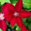 Clematis Rebecca ('Evipo016') (PBR) (Boulevard Series) -Garden Supplies Sales 2024 pl2000015732