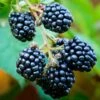 Blackberry 'Loch Ness' -Garden Supplies Sales 2024 pl2000017233