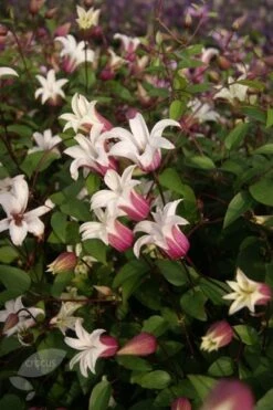 Clematis Princess Kate ('Zoprika') (PBR) -Garden Supplies Sales 2024 pl2000017699 card3 lg