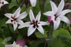Clematis Princess Kate ('Zoprika') (PBR) -Garden Supplies Sales 2024 pl2000017699 card4 lg