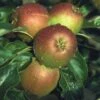 Apple 'Cox's Orange Pippin' Self Fertile -Garden Supplies Sales 2024 pl2000017920