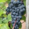 Seedless Grape 'Boskoop Glory' -Garden Supplies Sales 2024 pl2000017957