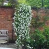 Clematis 'Broughton Bride' -Garden Supplies Sales 2024 pl2000018037