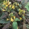 Lonicera Henryi 'Copper Beauty' (PBR) -Garden Supplies Sales 2024 pl2000018038