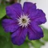 Clematis Happy Birthday ('Zohapbi') (PBR) 1 Clematis Happy Birthday ('Zohapbi') (PBR) -Garden Supplies Sales 2024 pl2000018072