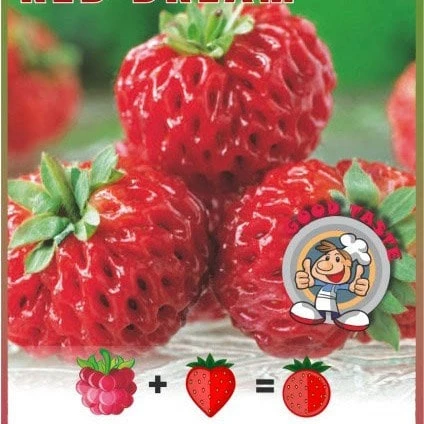 Framberry 'Red Dream' 4 Framberry 'Red Dream' - Image 2