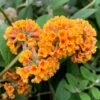 Buddleja × Weyriana 'Sungold' -Garden Supplies Sales 2024 pl2000018174