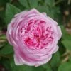 Rosa 'Comte De Chambord' (Madame Boll) 2 Rosa 'Comte De Chambord' (Madame Boll) -Garden Supplies Sales 2024 pl2000018186