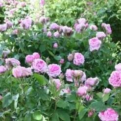Rosa 'Comte De Chambord' (Madame Boll) -Garden Supplies Sales 2024 pl2000018186 card3 lg