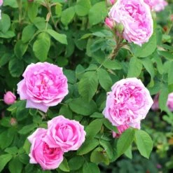 Rosa 'Comte De Chambord' (Madame Boll) -Garden Supplies Sales 2024 pl2000018186 card4 lg