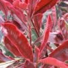 Photinia × Fraseri Pink Marble ('Cassini') -Garden Supplies Sales 2024 pl2000018192