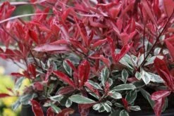 Photinia × Fraseri Pink Marble ('Cassini') -Garden Supplies Sales 2024 pl2000018192 card2 lg