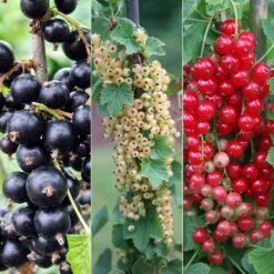 Currant Collection