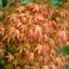 Acer Palmatum 'Katsura' -Garden Supplies Sales 2024 pl2000019574