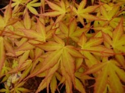 Acer Palmatum 'Katsura' -Garden Supplies Sales 2024 pl2000019574 card3 lg