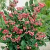 Blueberry 'Pink Lemonade' -Garden Supplies Sales 2024 pl2000019585
