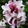 Daphne Perfume Princess ('Dapjur01') (PBR) -Garden Supplies Sales 2024 pl2000019596