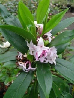 Daphne Perfume Princess ('Dapjur01') (PBR) -Garden Supplies Sales 2024 pl2000019596 card10 lg