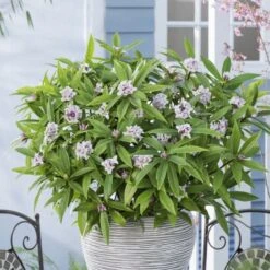 Daphne Perfume Princess ('Dapjur01') (PBR) -Garden Supplies Sales 2024 pl2000019596 card2 lg