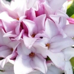 Daphne Perfume Princess ('Dapjur01') (PBR) -Garden Supplies Sales 2024 pl2000019596 card3 lg
