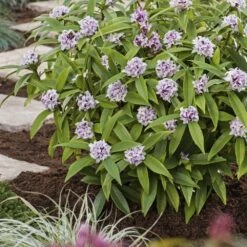 Daphne Perfume Princess ('Dapjur01') (PBR) -Garden Supplies Sales 2024 pl2000019596 card4 lg