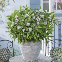 Daphne Perfume Princess ('Dapjur01') (PBR) -Garden Supplies Sales 2024 pl2000019596 card5 lg