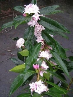 Daphne Perfume Princess ('Dapjur01') (PBR) -Garden Supplies Sales 2024 pl2000019596 card7 lg
