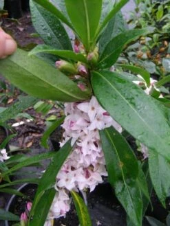 Daphne Perfume Princess ('Dapjur01') (PBR) -Garden Supplies Sales 2024 pl2000019596 card8 lg