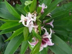 Daphne Perfume Princess ('Dapjur01') (PBR) -Garden Supplies Sales 2024 pl2000019596 card9 lg