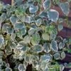 Hydrangea Anomala Subsp. Petiolaris 'Silver Lining' (PBR) -Garden Supplies Sales 2024 pl2000019652