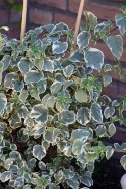 Hydrangea Anomala Subsp. Petiolaris 'Silver Lining' (PBR) -Garden Supplies Sales 2024 pl2000019652 card3 lg